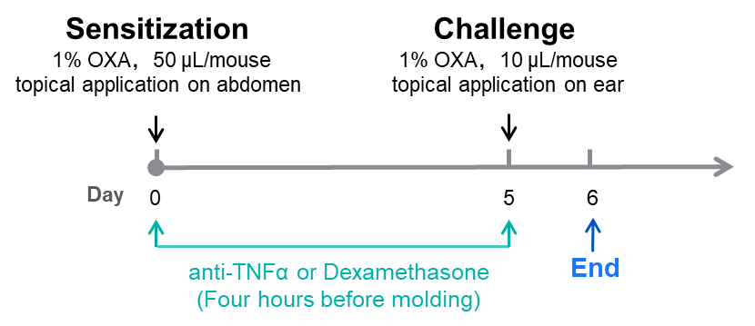 OXA-induced DTH model