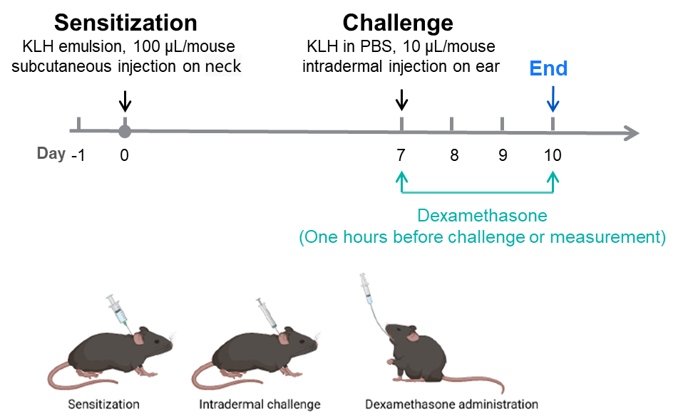 KLH-induced DTH mouse Model